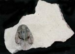 Rare Type of Cyphaspis Trilobite - Lghaft, Morocco #24822-3
